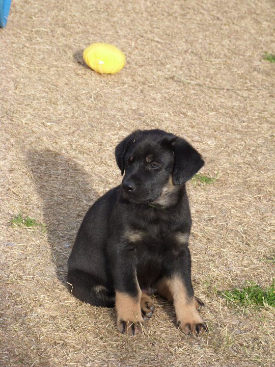 chinook dog